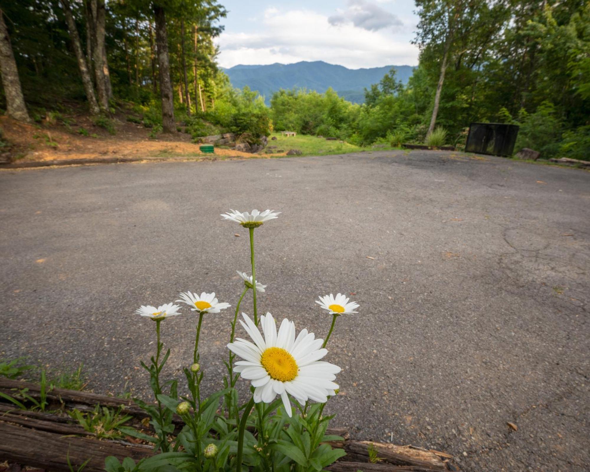 Real Log Cabin With Amazing Views, Hot Tub, Sauna, Games Gatlinburg Bagian luar foto